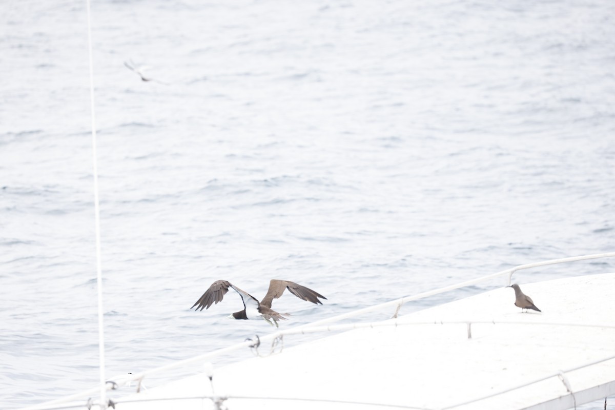 Brown Booby - ML646706947