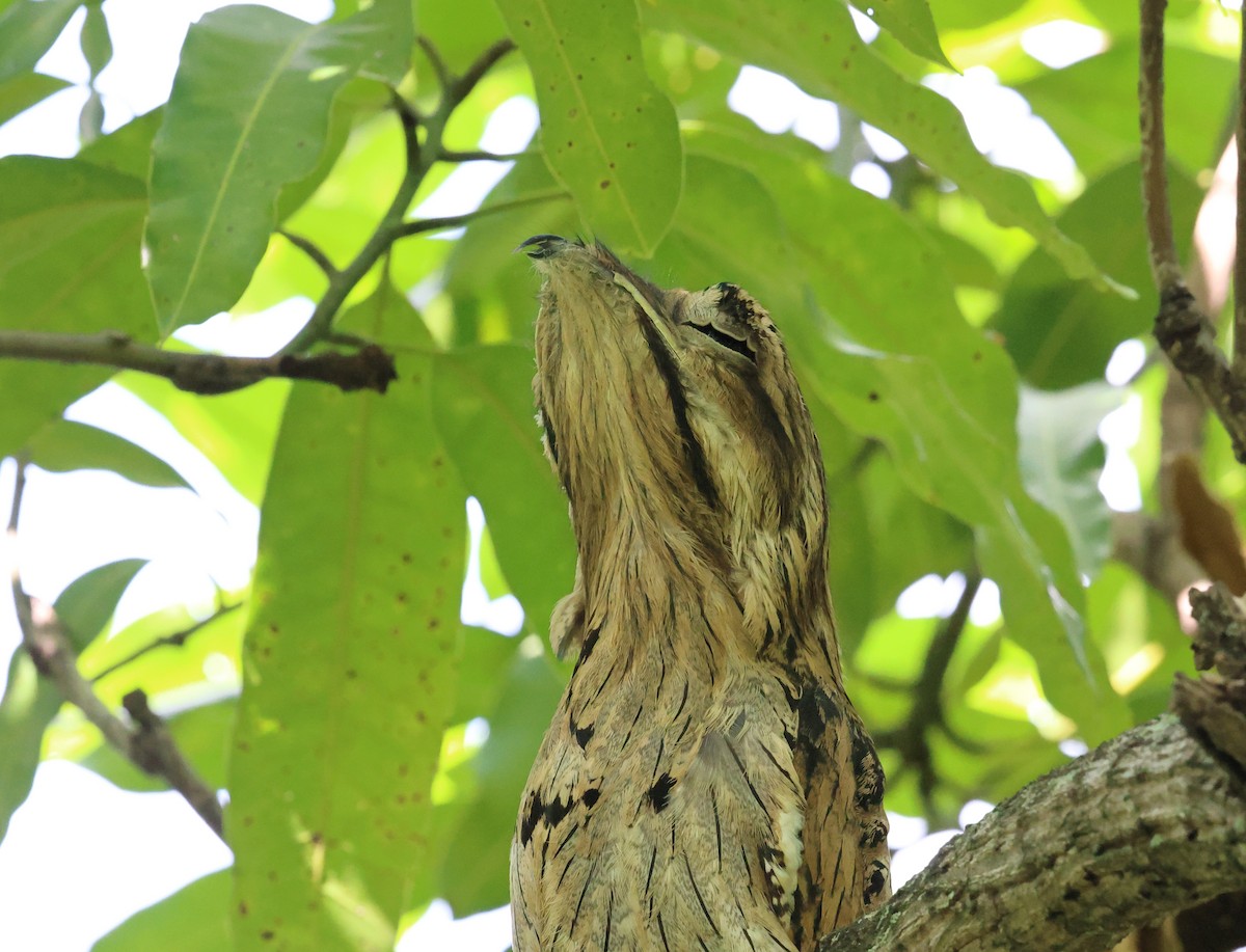Northern Potoo - ML646706948