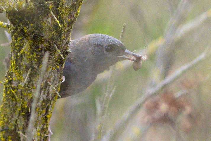Dusky Tapaculo - ML646706949