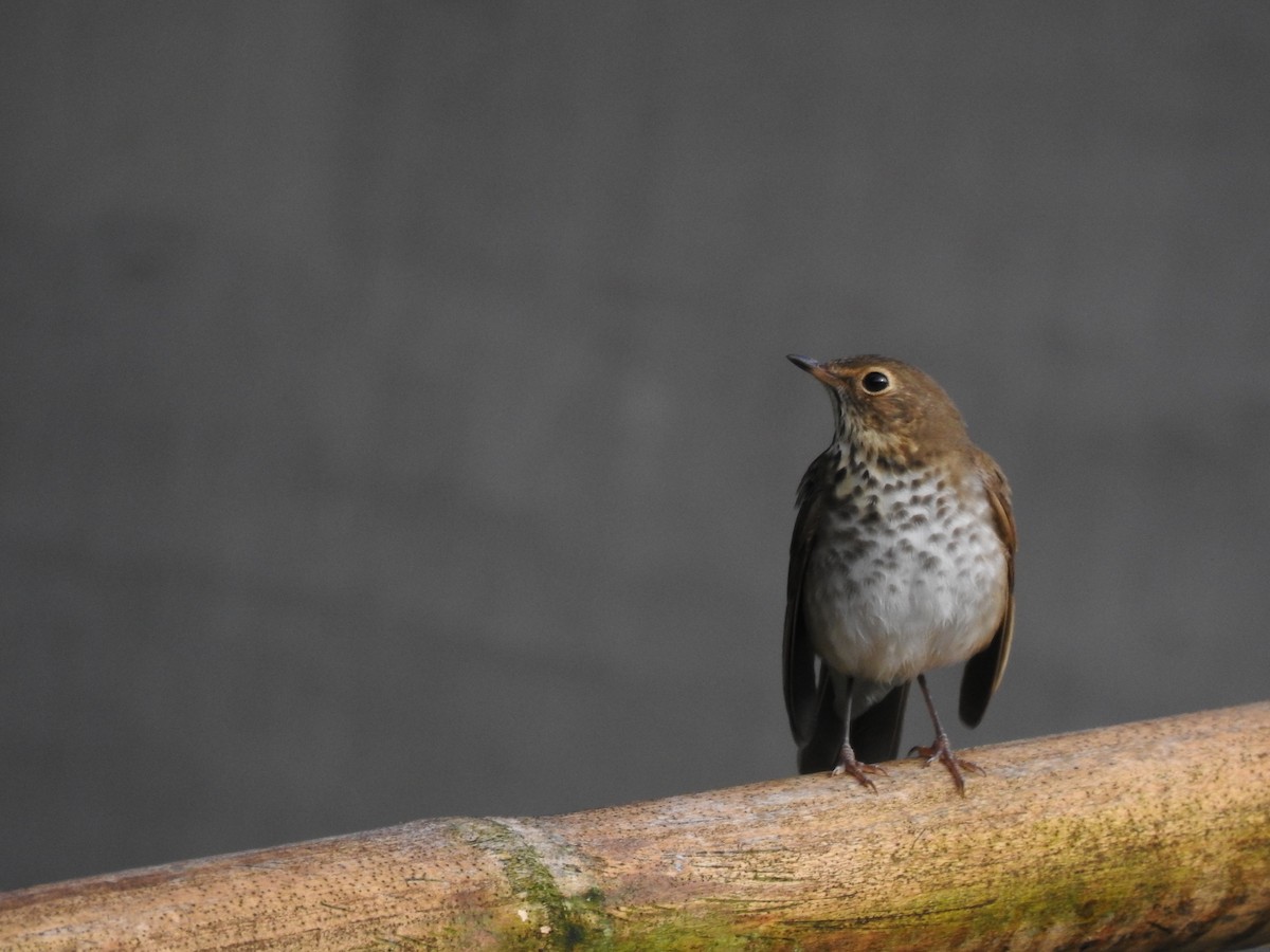 Swainson's Thrush - ML646706950