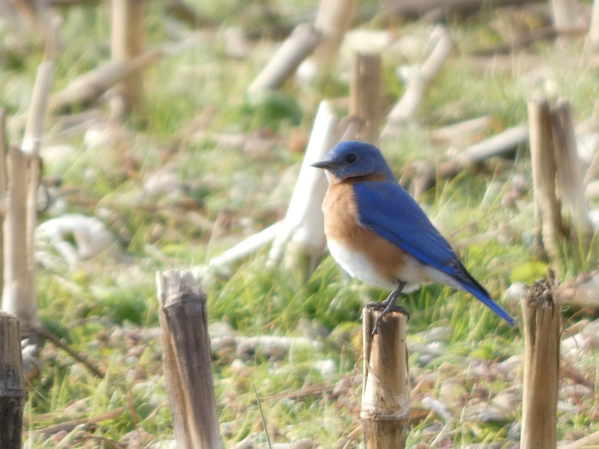 Eastern Bluebird - ML646706954