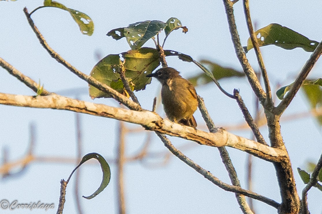 Bulbul Sencillo - ML646706956