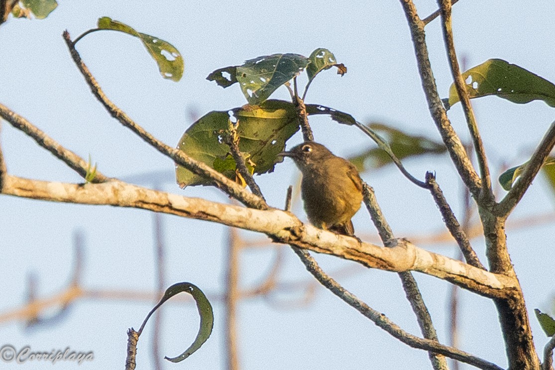 Bulbul Sencillo - ML646706957