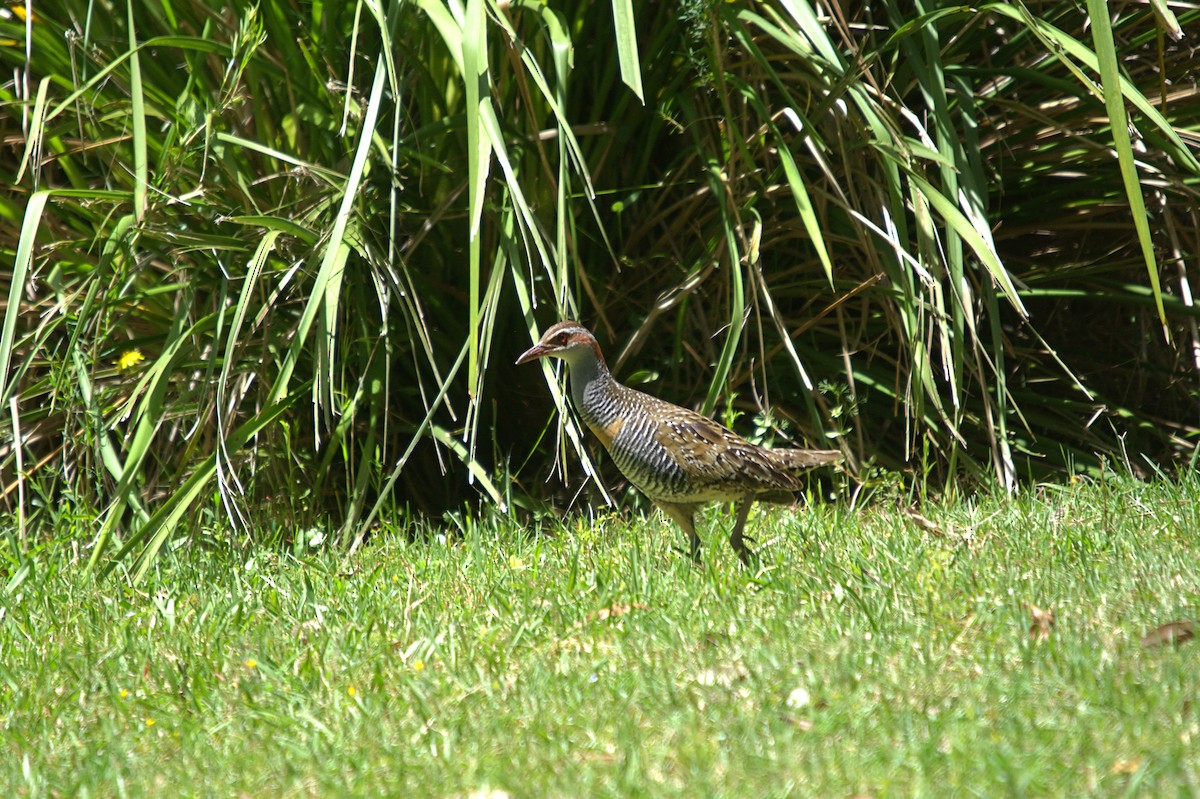 Buff-banded Rail - ML646706958