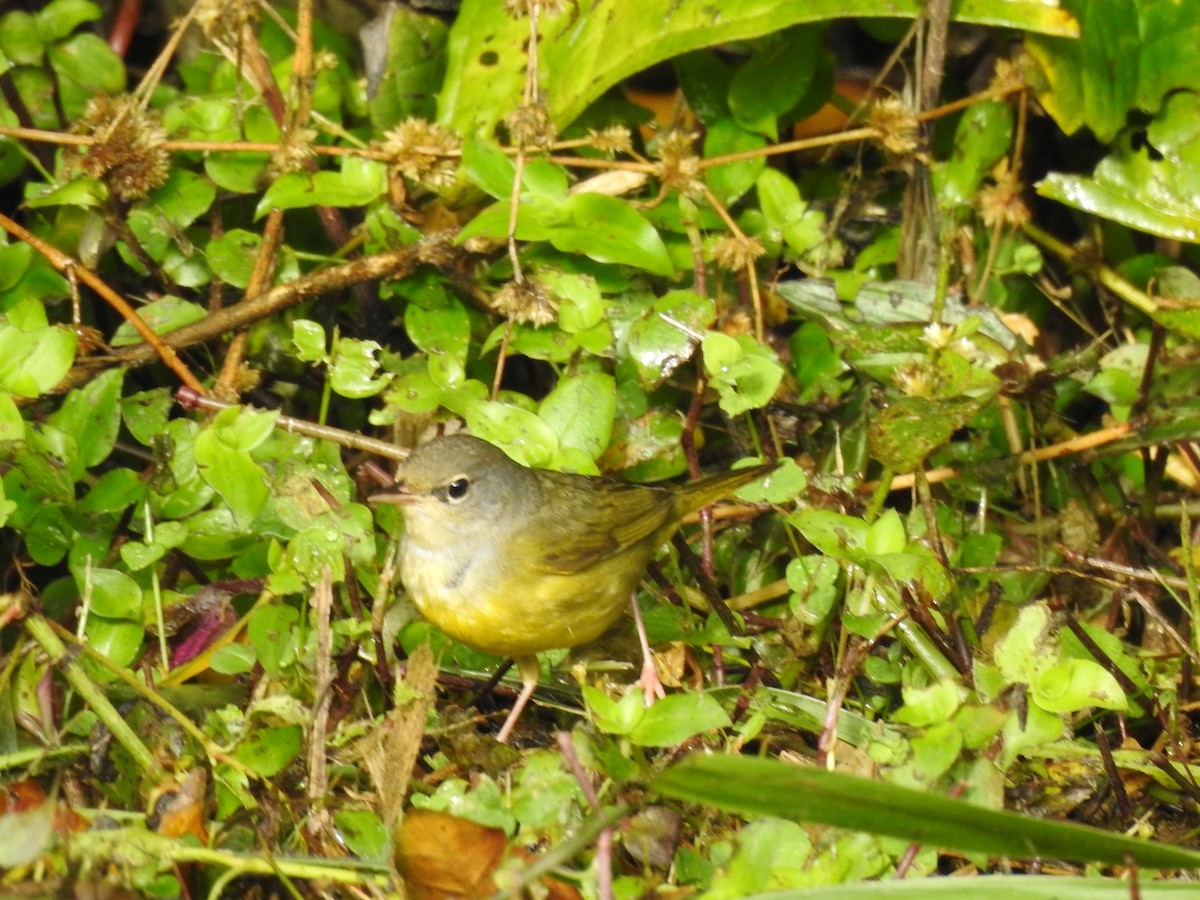 Mourning Warbler - ML646706960