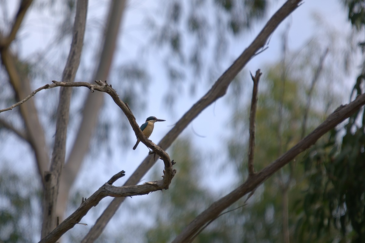 maskaraisfugl - ML646706961