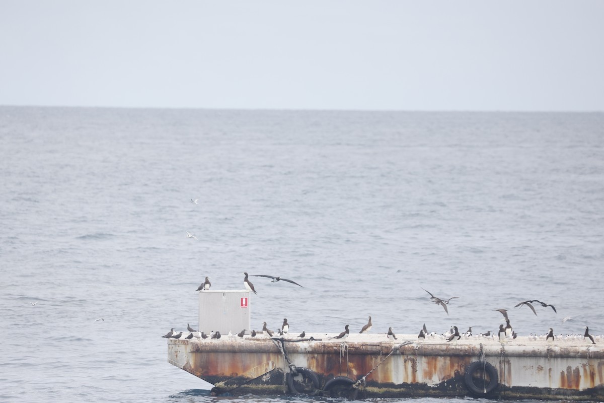 Brown Booby - ML646706962