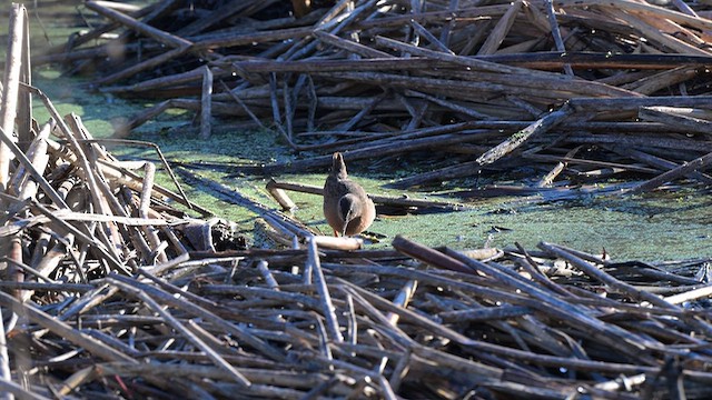 Пастушок віргінський - ML646706963