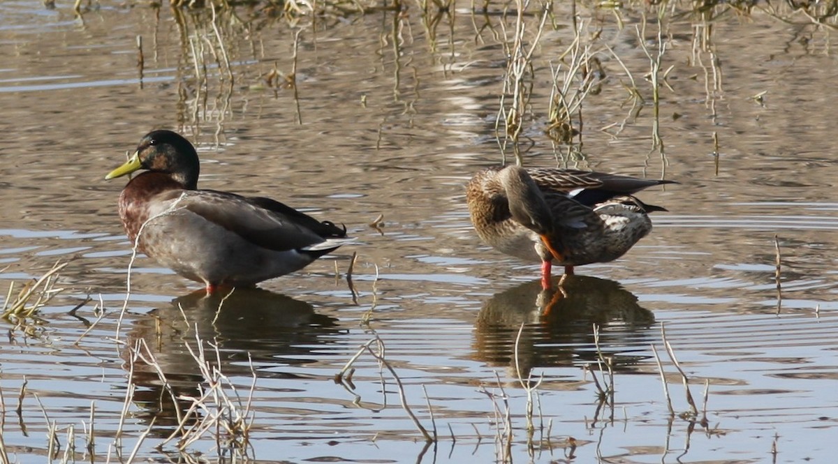 Кряква x Мексиканская кряква (гибрид) - ML646706964