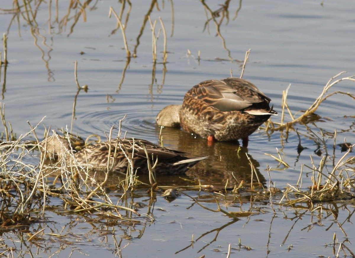 Кряква x Мексиканская кряква (гибрид) - ML646706965