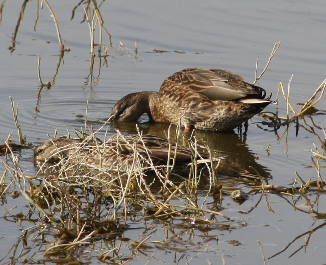 Кряква x Мексиканская кряква (гибрид) - ML646706966