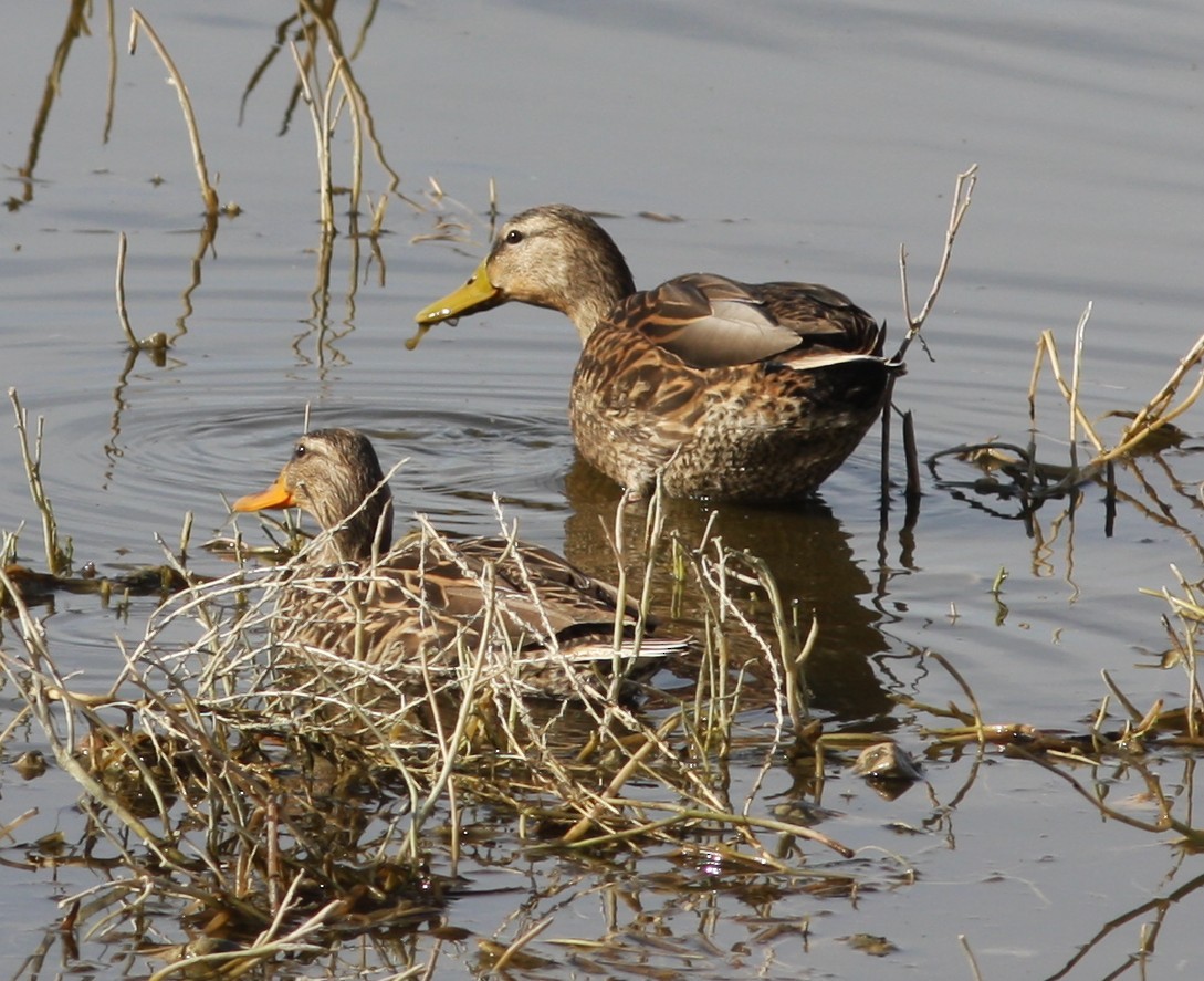 Кряква x Мексиканская кряква (гибрид) - ML646706967