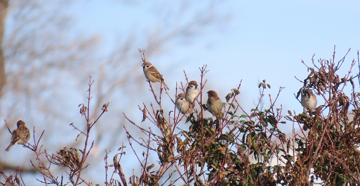 Eurasian Tree Sparrow - ML646706968