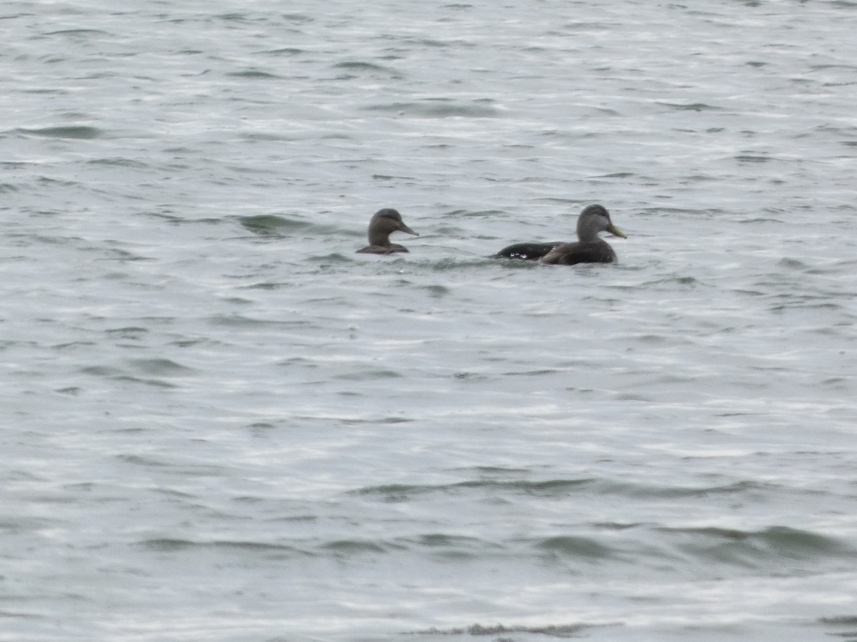 American Black Duck - ML646706969