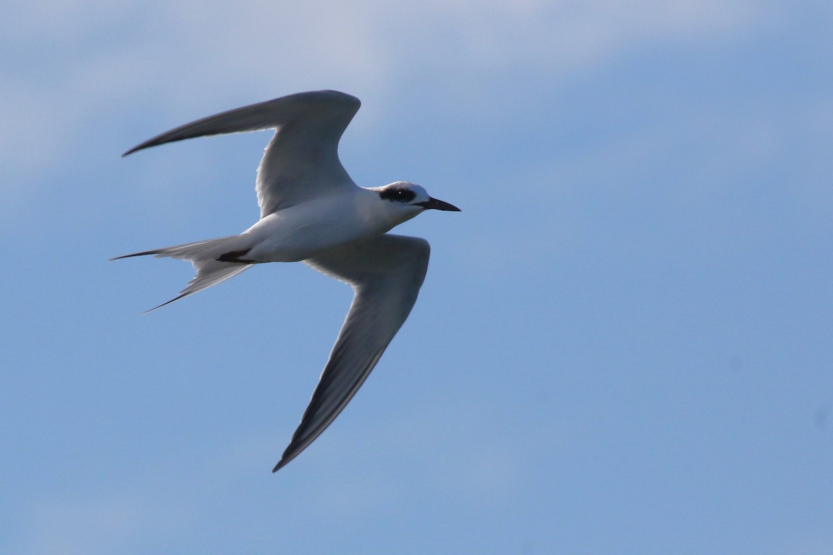 メリケンアジサシ - ML646706970