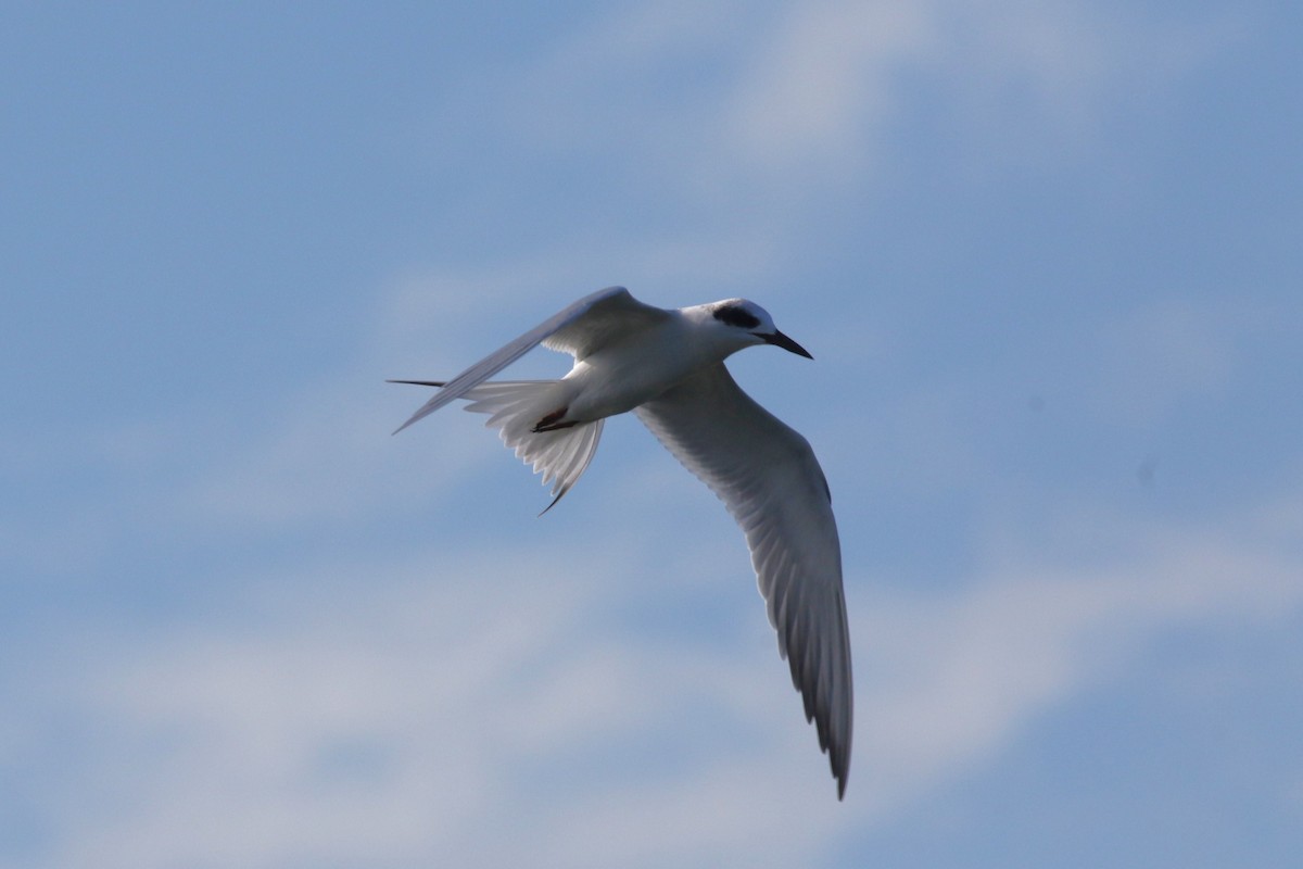 メリケンアジサシ - ML646706971