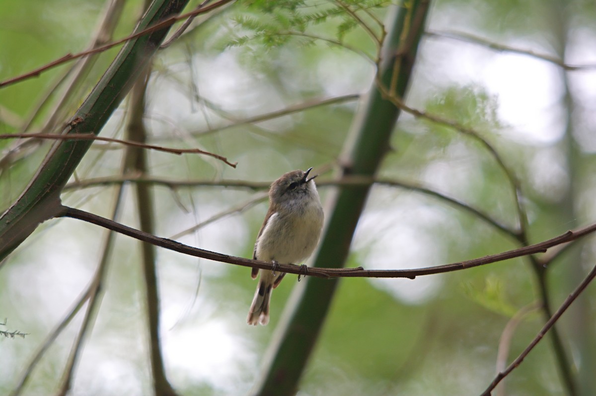 Brown Gerygone - ML646706972