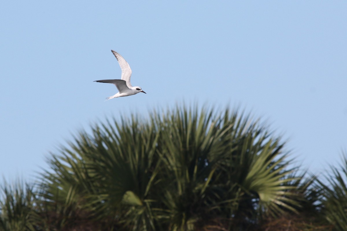 メリケンアジサシ - ML646706973