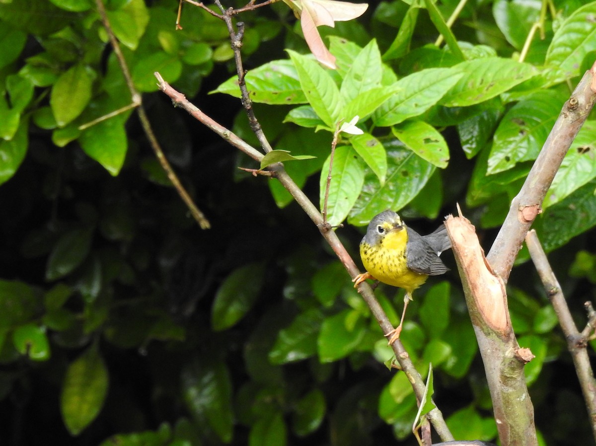 Canada Warbler - ML646706974