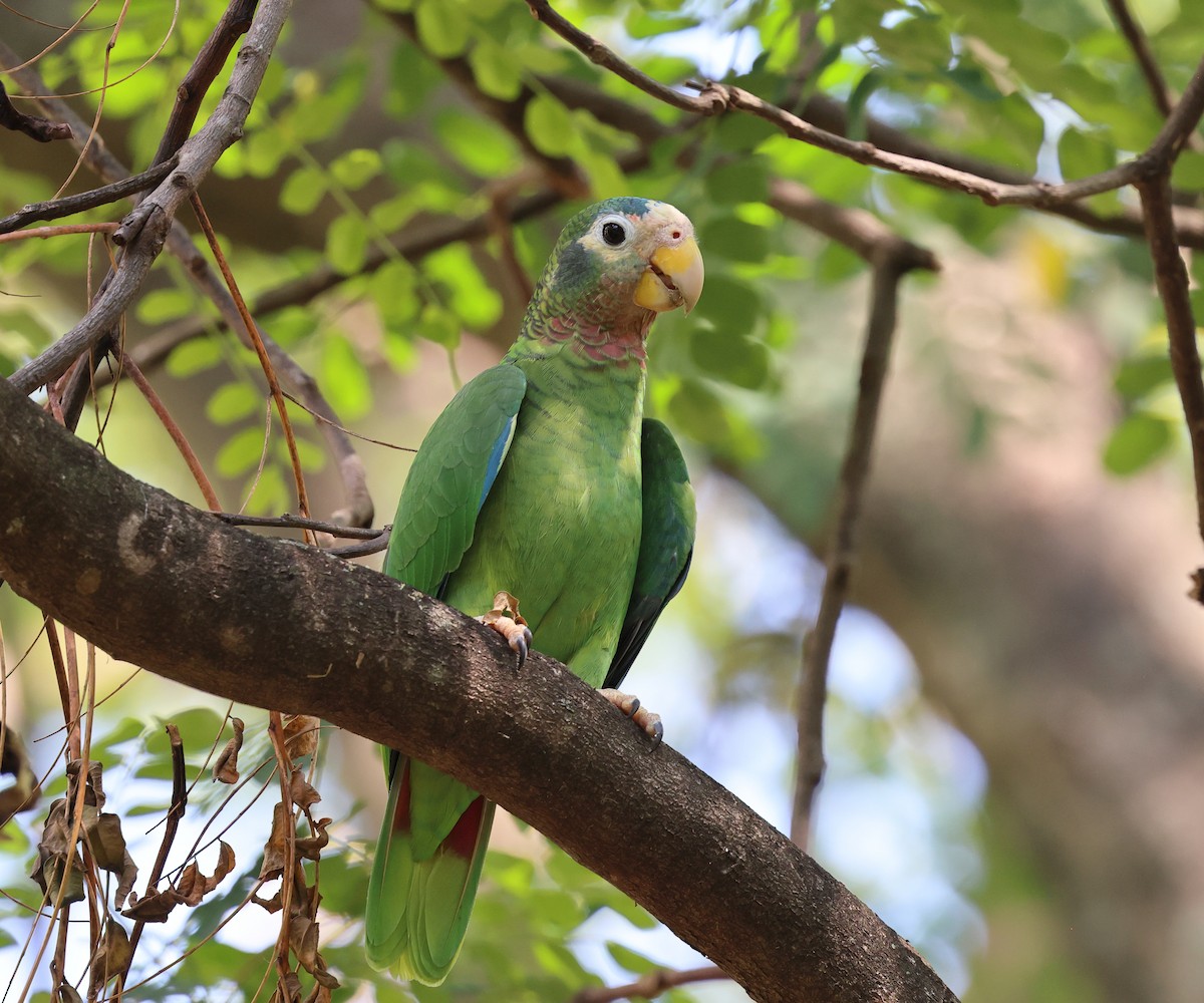Yellow-billed Amazon - ML646706975