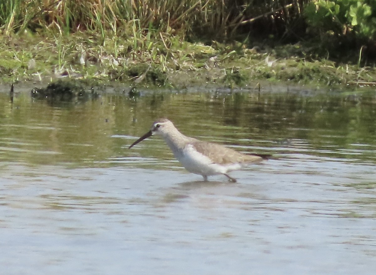 Txirri kurlinta - ML646706976