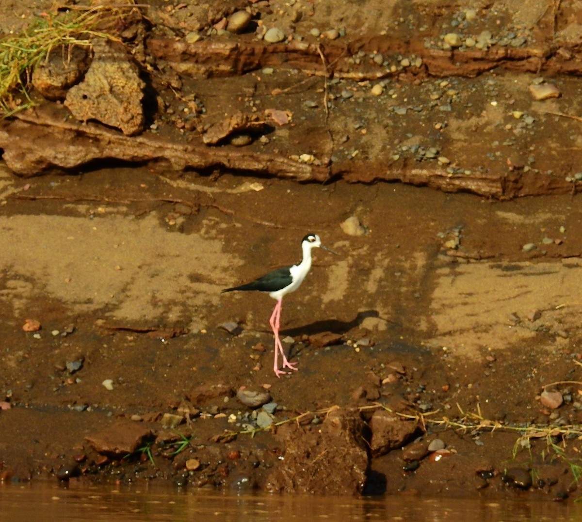 Black-necked Stilt - ML646706977
