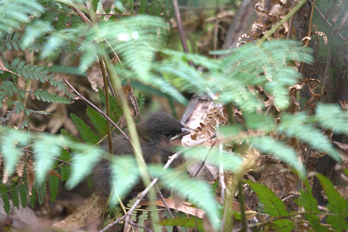 Eastern Whipbird - ML646706980