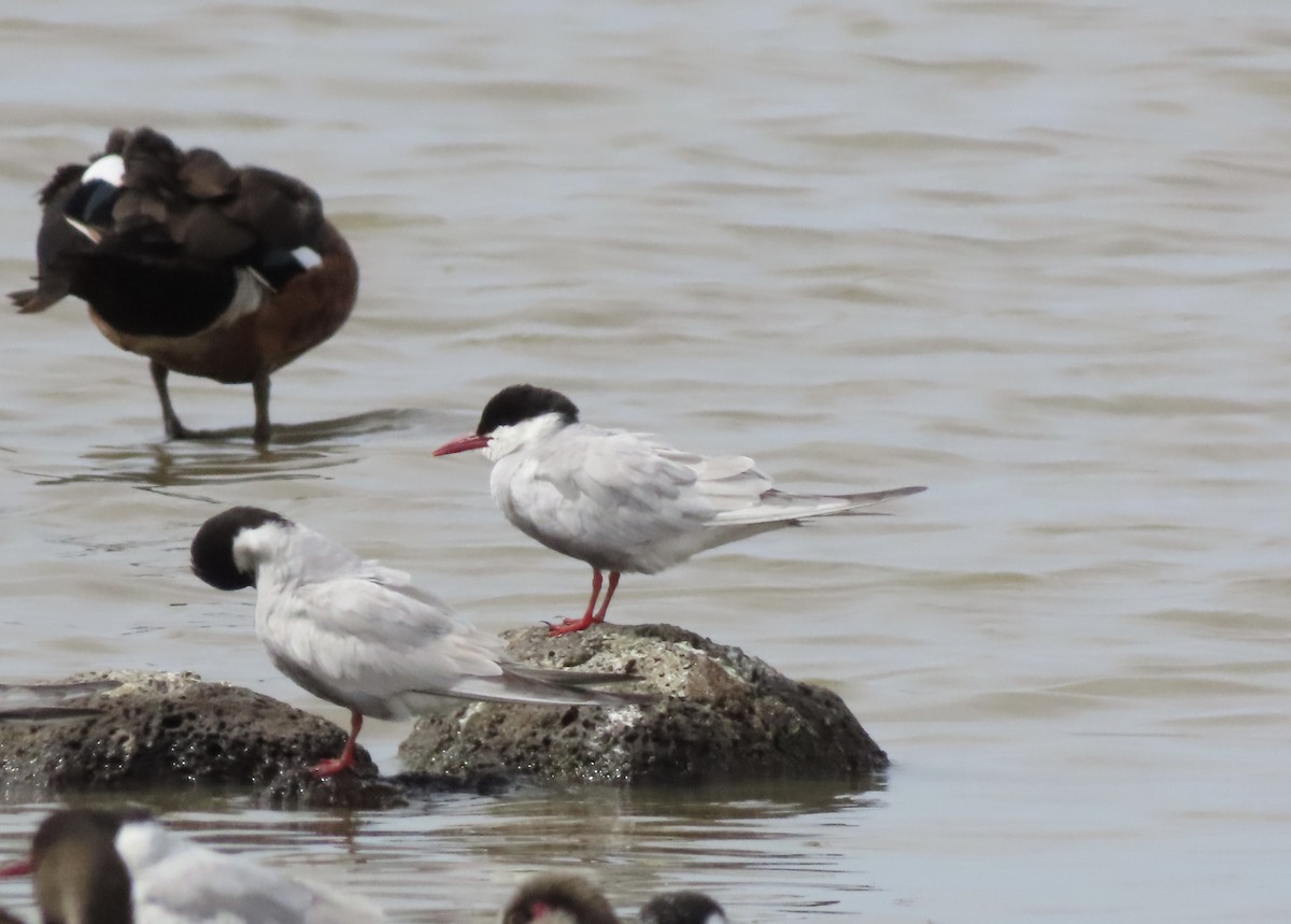 Itsas enara musuzuria - ML646706981