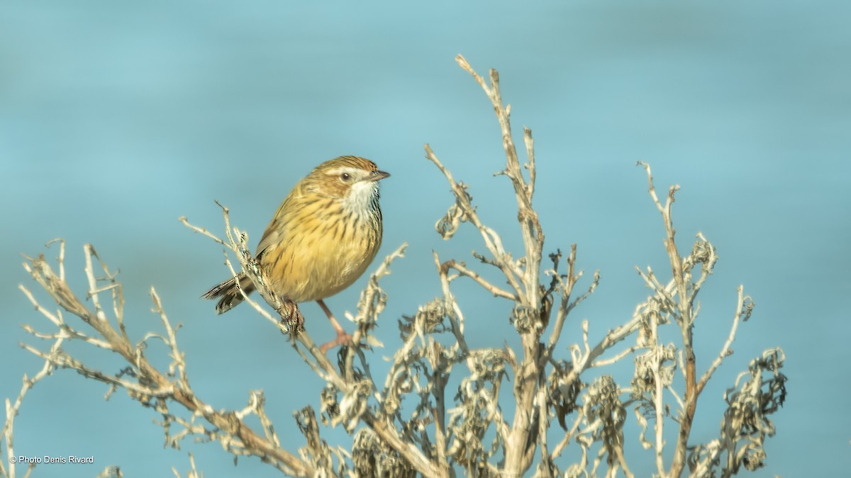 Striated Fieldwren - ML646706983