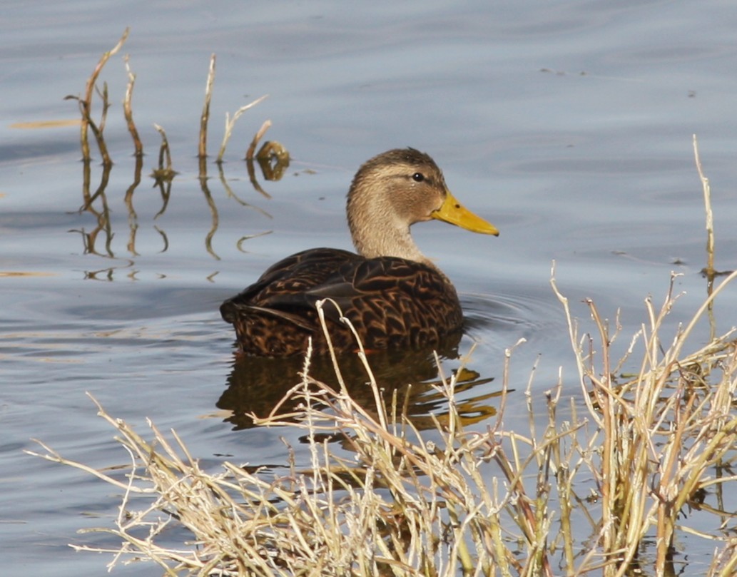 Мексиканская кряква - ML646706984
