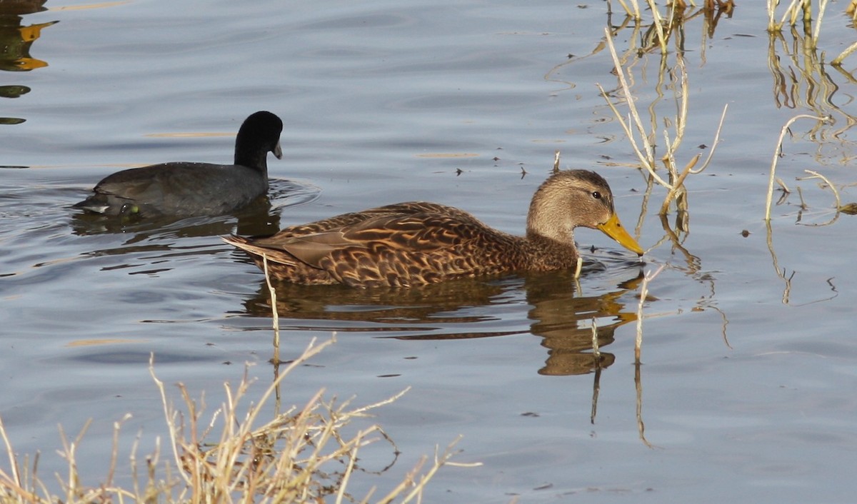 Мексиканская кряква - ML646706985