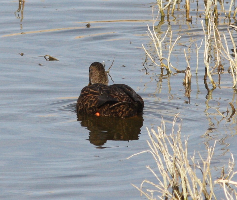 Мексиканская кряква - ML646706986