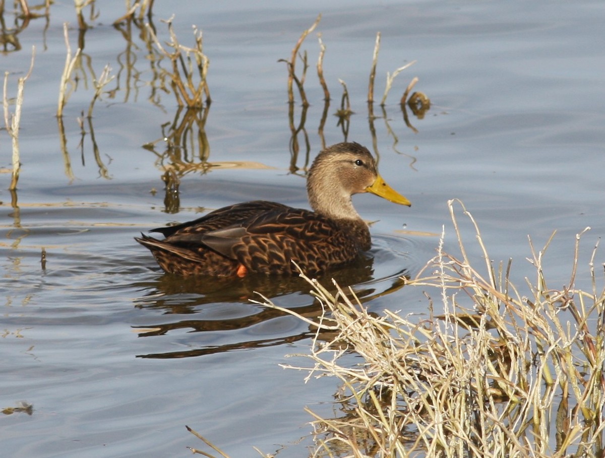 Мексиканская кряква - ML646706987
