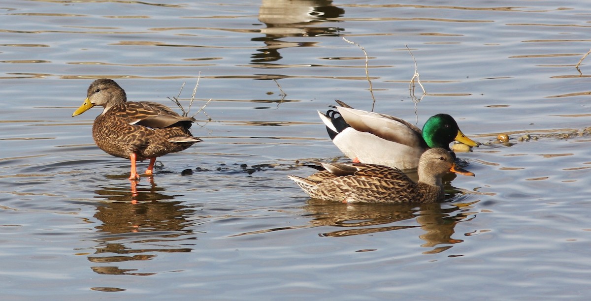 Мексиканская кряква - ML646706988