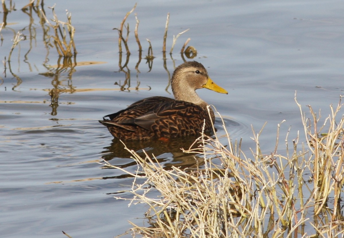 Мексиканская кряква - ML646706989