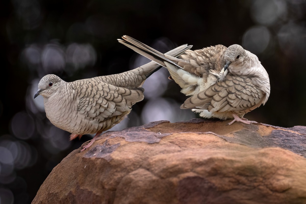 Inca Dove - ML646706990