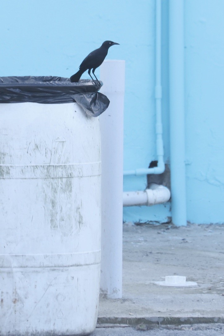 Greater Antillean Grackle - ML646706991
