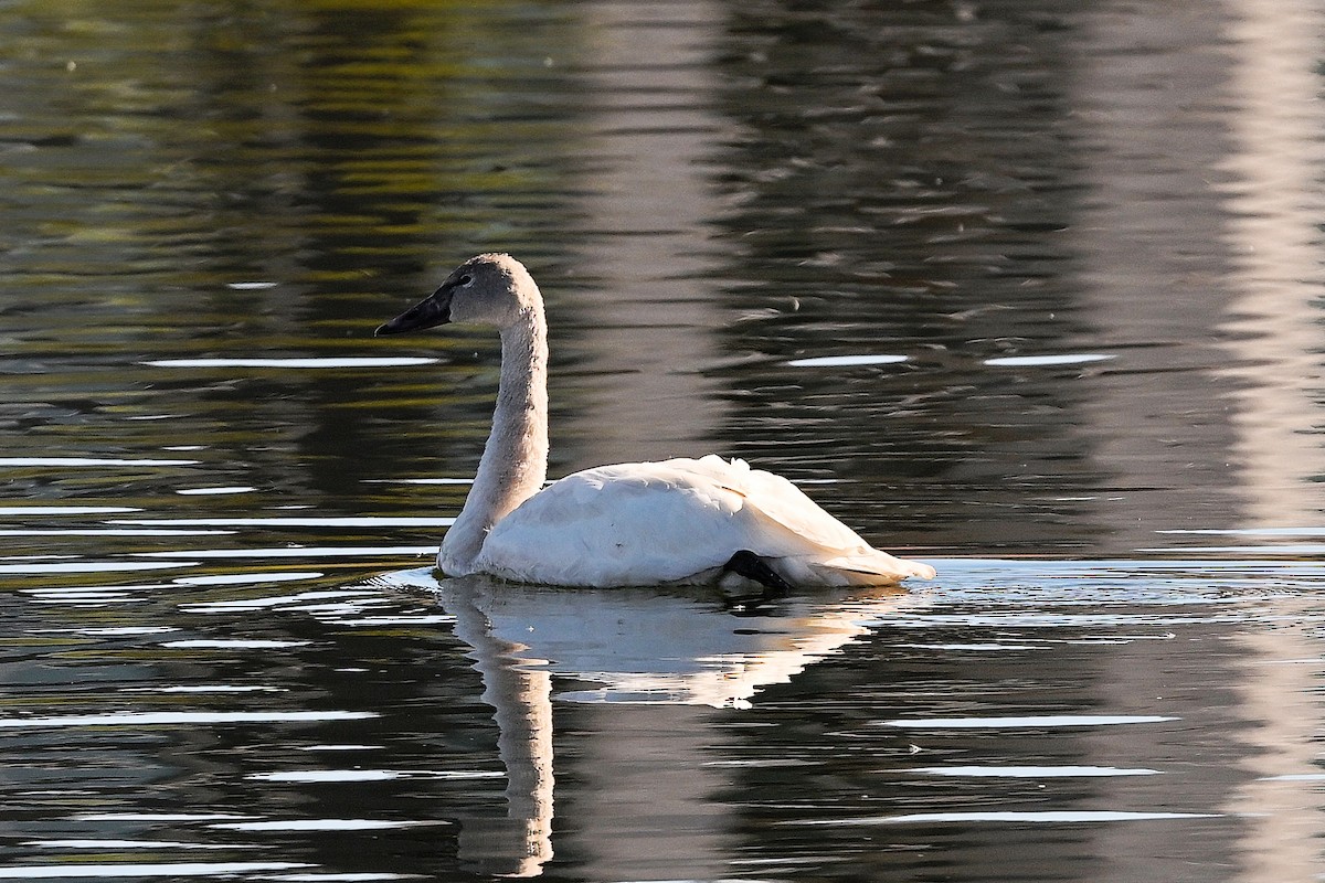 Tundra Swan - ML646707000