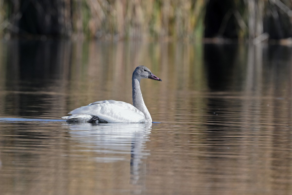 Tundra Swan - ML646707001