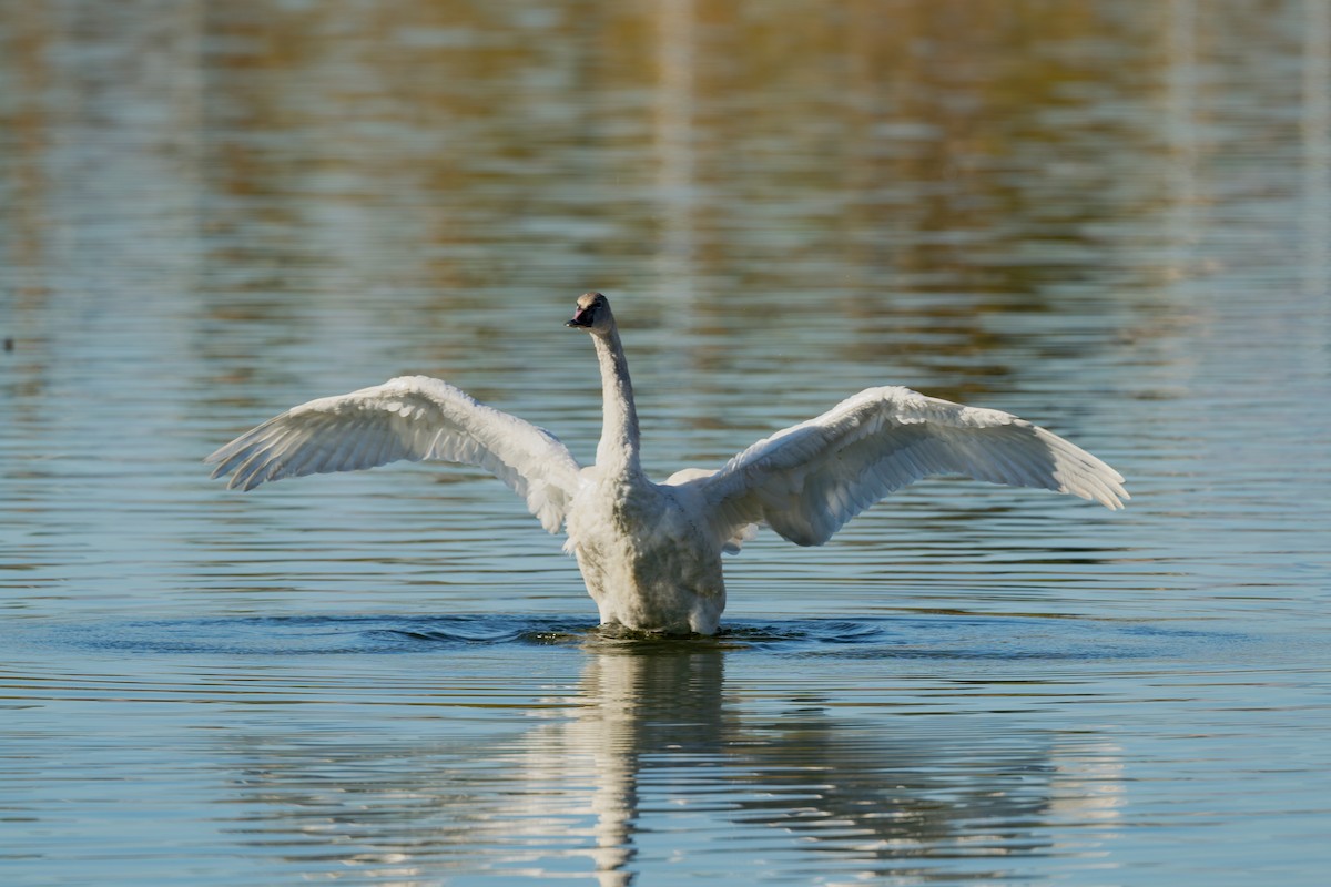 Tundra Swan - ML646707002