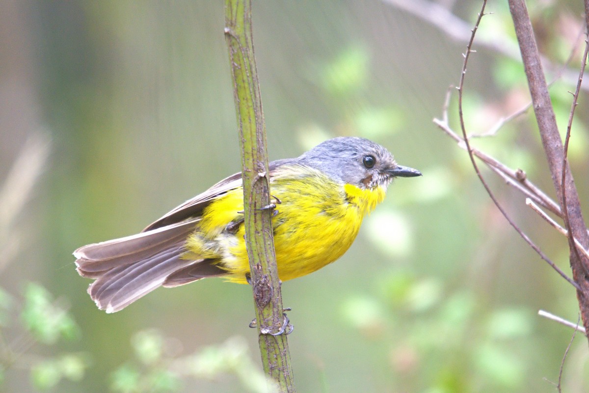 Eastern Yellow Robin - ML646707003