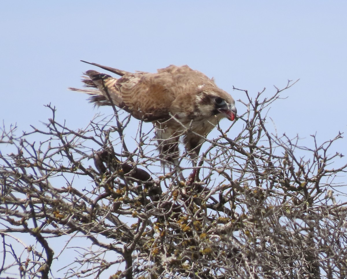 Brown Falcon - ML646707008