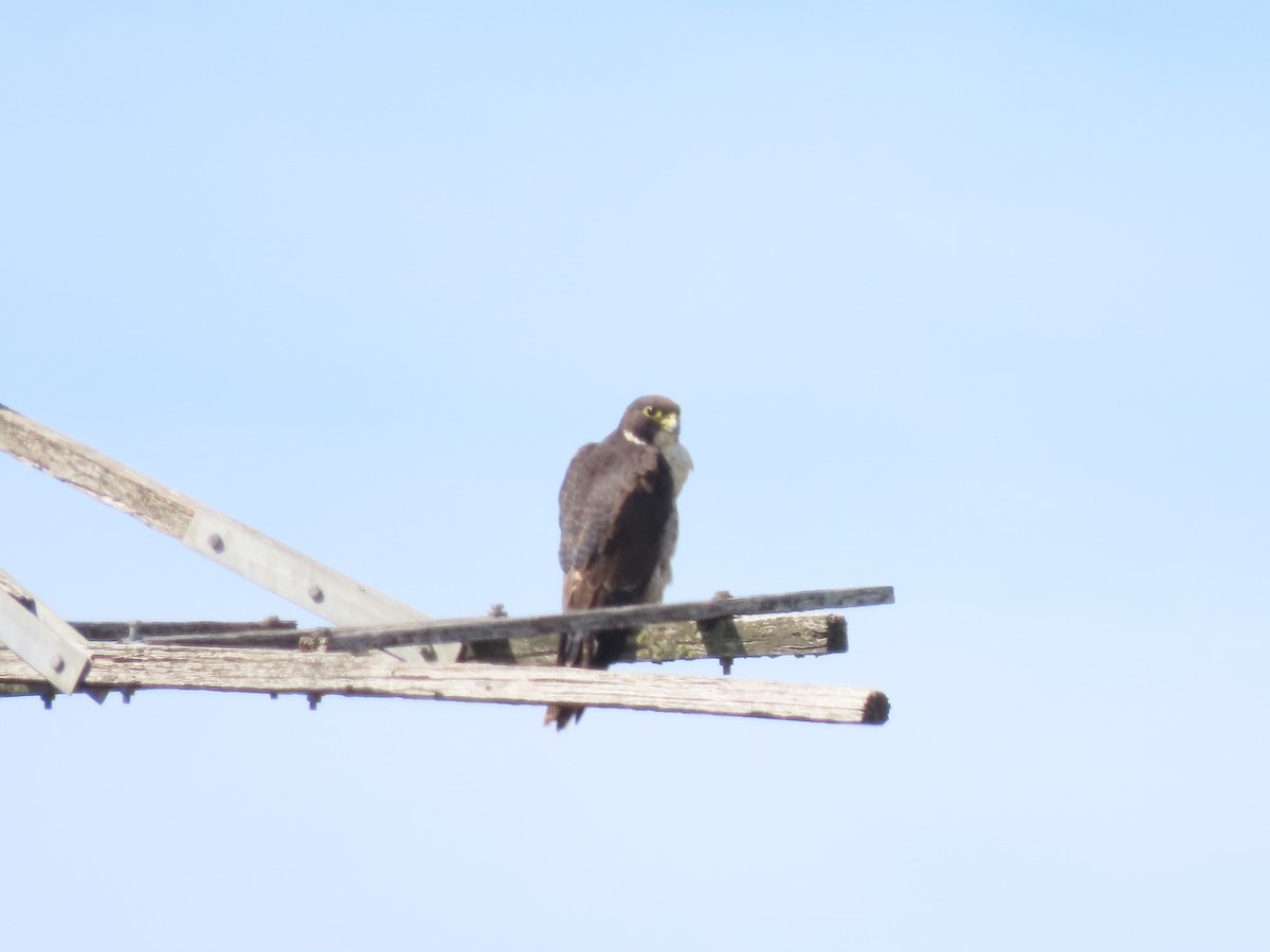 Belatz handia - ML646707009