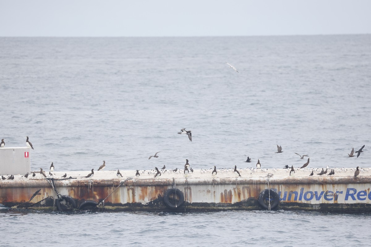 Brown Booby - ML646707010