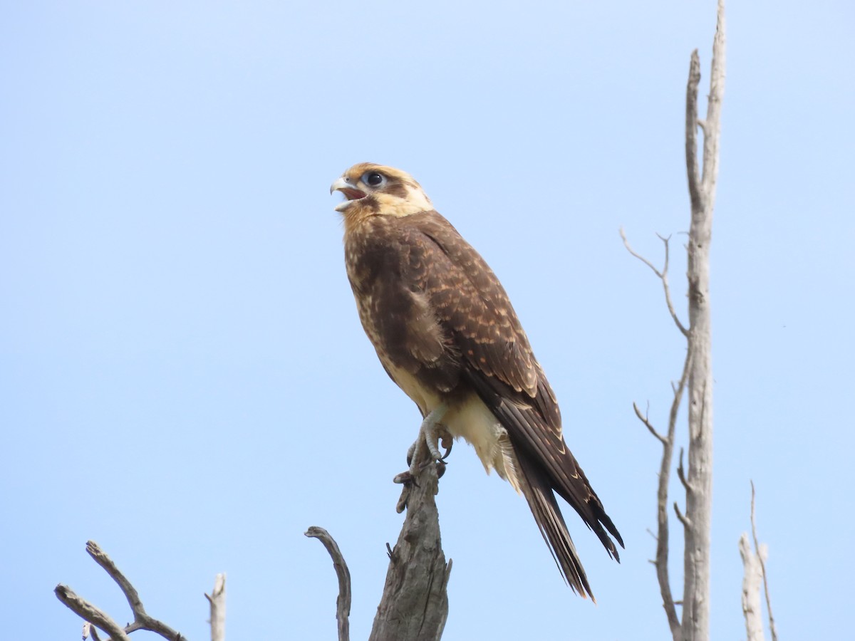 Brown Falcon - ML646707011