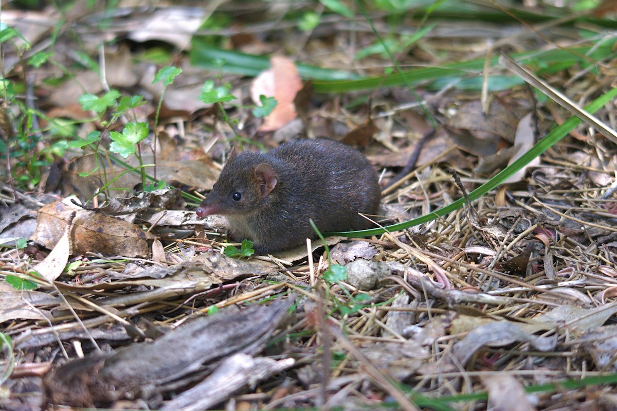 Antechinuses - ML646707012