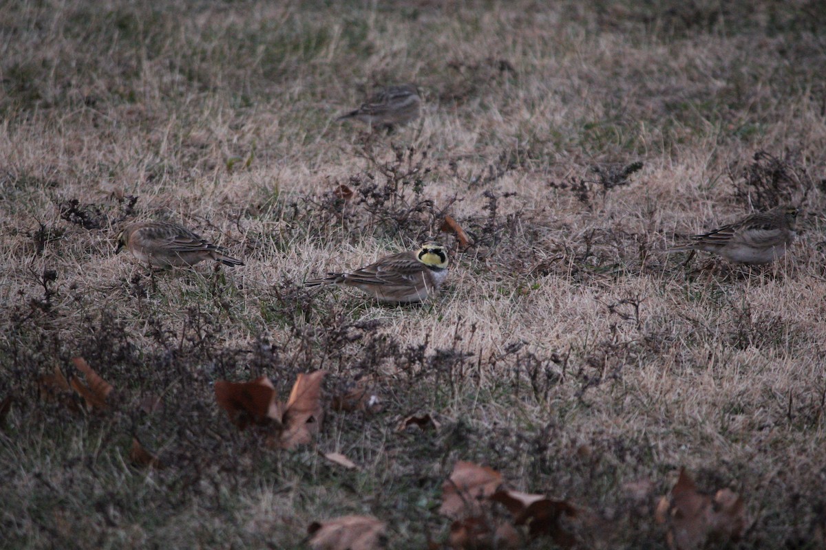 Horned Lark - ML646707015