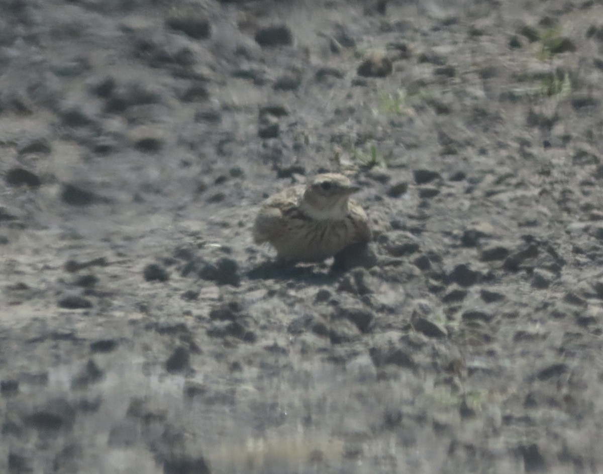 Singing Bushlark - ML646707016