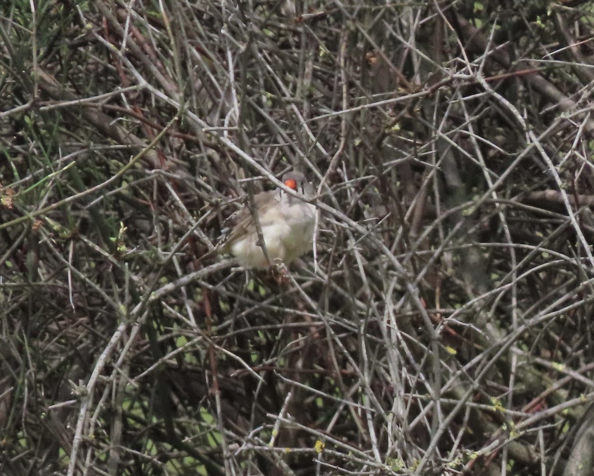 Zebra Finch - ML646707019