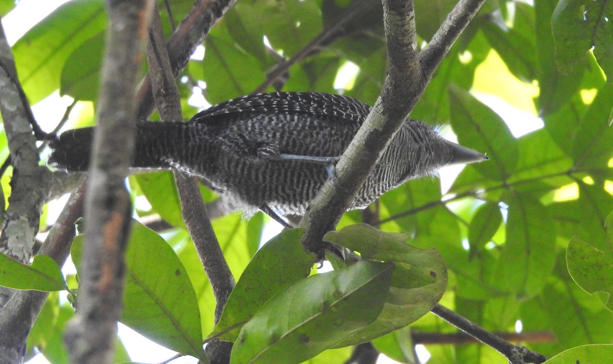 Fasciated Antshrike - ML646707020